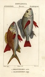Grugnito fasciato, Pomadasys furcatus, e pesce scoiattolo, Holocentrus ascensionis
