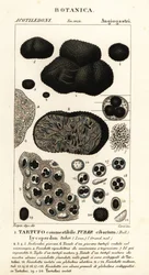 Tartufo nero, Tuber melanosporum