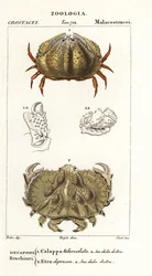 Granchio scatola e granchio Aethra