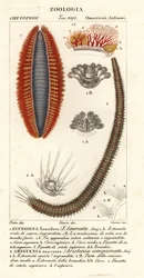 Vermi setolosi o topi di mare