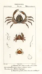 Granchio ispido, Pilumnus hirtellus 1, granchio soldato azzurro chiaro, Mictyris longicarpus 2, granchio pisello, Pinnotheres pisum 3