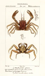 Granchio portatore e granchio dorripide