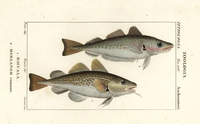 Merluzzo, Gadus morhua, Baccalà 1 e merlano, Merlangius merlangus, Merlango comune 2