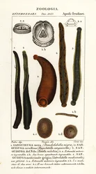 Sanguisuga nera comune, Hirudo verbana, var