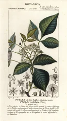 Ptelea trifoliata, Ptelea di tre foglie