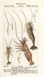 Gambero comune, Crangon crangon 1, gambero rosa, Pandalus montagui 2, e Aegaeon cataphractus 3