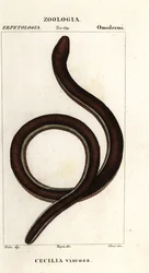 Cecilia comune a bande gialle, Ichthyophis glutinosus