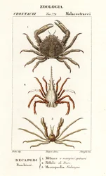 Granchio corallino, granchio freccia e granchio ragno di Leach