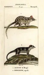 Quoll orientale e opossum acquatico
