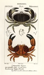 Granchio commestibile e granchio solcato