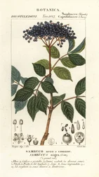 Sambuco nero, Sambucus nigra