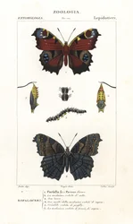 Vanessa io europea, Aglais io