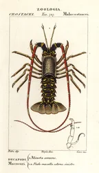 Aragosta spinosa europea, Palinurus elephas