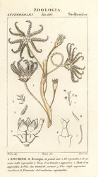 Encrinoide estinto Encrinus