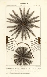 Stella piumata, Oligometrides adeonae, Comatula adeonae, Comatula dell