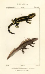Salamandra pezzata, Salamandra salamandra, e tritone crestato, Triturus cristatus (in pericolo critico)
