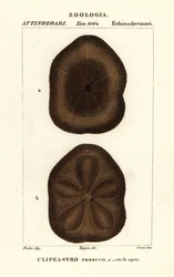 Riccio di mare piatto, Clypeaster rosaceus