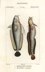 Brosmio, Phycis phycis 1 e mustella a cinque barbe, Ciliata mustela