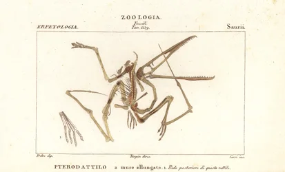 Scheletro fossile di un pterodattilo estinto, Pterodactylus antiquus