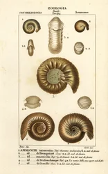 Fossili di specie di ammoniti estinte