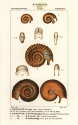 Fossili di specie di ammoniti estinte