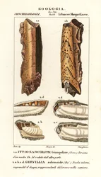 Fossili di molluschi estinti