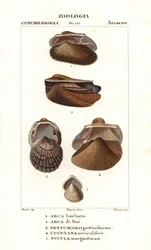 Vongole d