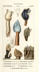 Lepadi