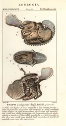 Polpo argonauta maggiore, Argonauta argo