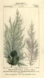 Alghe verdi, Draparnaldia hypnosis, Draparnaldia in forma d