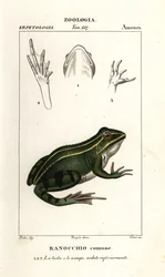 Rana verde, Pelophylax kl esculentus