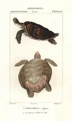 Tartaruga verde, Chelonia mydas Endangered
