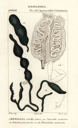 Verme cucchiaio verde, Bonellia viridis