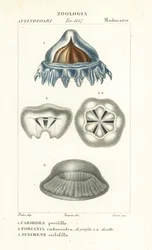 Medusa elmo, Periphylla periphylla 1, Phorcynia cudonoidea 2, e Eulimene ciclophylla 3