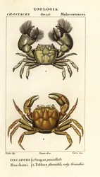 Hemigrapsus penicillatus e Potamon fluviatile