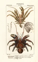 Granchi eremiti e granchio del cocco