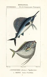 Pesce vela indo-pacifico, Istiophorus platypterus 1, e pesce luna, Mene maculata 2