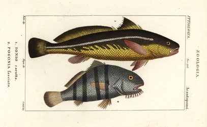 Karut croaker, Johnius carutta, Ionio carutta 1 e tamburo nero, Pogonias cromis, Pogonias fasciatus, Pogonia fasciato 2