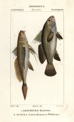 Corvina, Lonchurus lanceolatus e ombrina, Argyrosomus regius