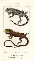Lucertola testa di lira, Lyriocephalus scutatus 1 e lucertola subacquea o iguana mophead, Uranoscodon superciliosus 2