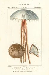 Medusa luna, Aurelia crenulata