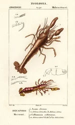 Aragosta di fango e gambero di fango