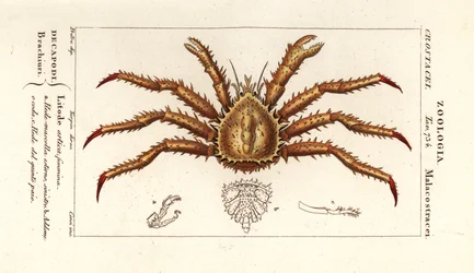 Granchio reale della Norvegia, Lithodes maja