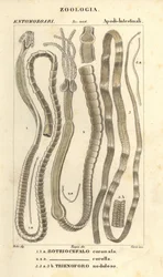 Vermi parassiti e tenie, Bothriocephalus coronatus 1, Bothriocephalus corolla 2, e tenia del luccio, Triaenophorus nodulosus 3
