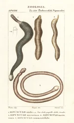 Vermi di arachide, Sipunculus nudus 1, Siphonosoma cumanense 4, ecc.