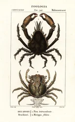 Pisa tetraodon e Micippa philyra
