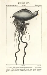 Caravella portoghese, Physalia physalis