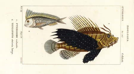 Pesce scorpione rosso, Pterois volitans, e pesce blanquillo blu, Taenianotus latovittatus