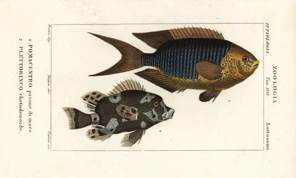 Pesce damigella zaffiro, Pomacentrus pavo, e pesce dolce arlecchino, Plectorhinchus chaetodonoides