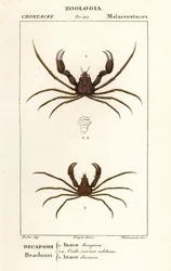 Granchio ragno scorpione e granchio ragno di Leach